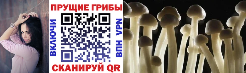 Галлюциногенные грибы GOLDEN TEACHER  купить наркотики сайты  Нея 